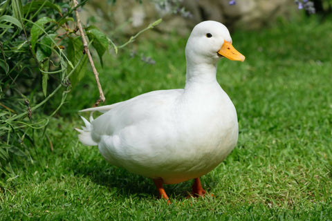 123